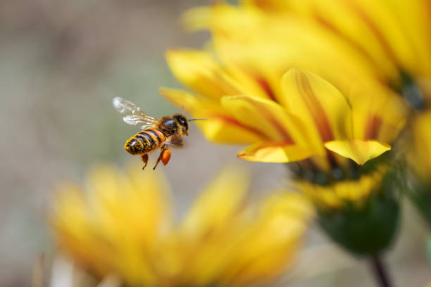 how is honey made?